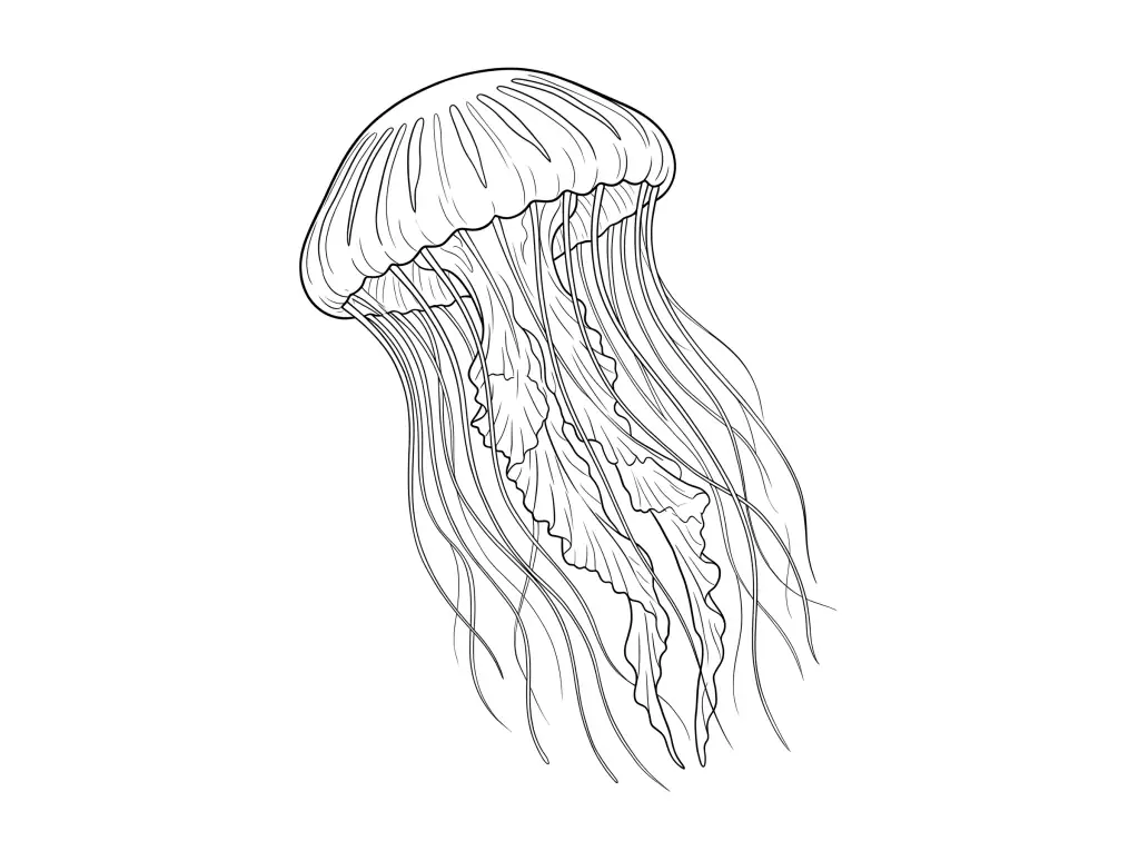 Jellyfish outline template to trace with AR Drawing