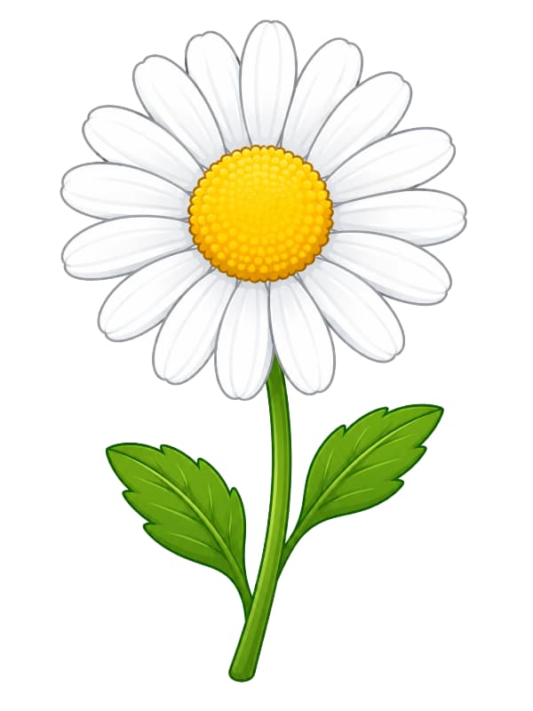 How to Draw a Daisy Flower drawing template
