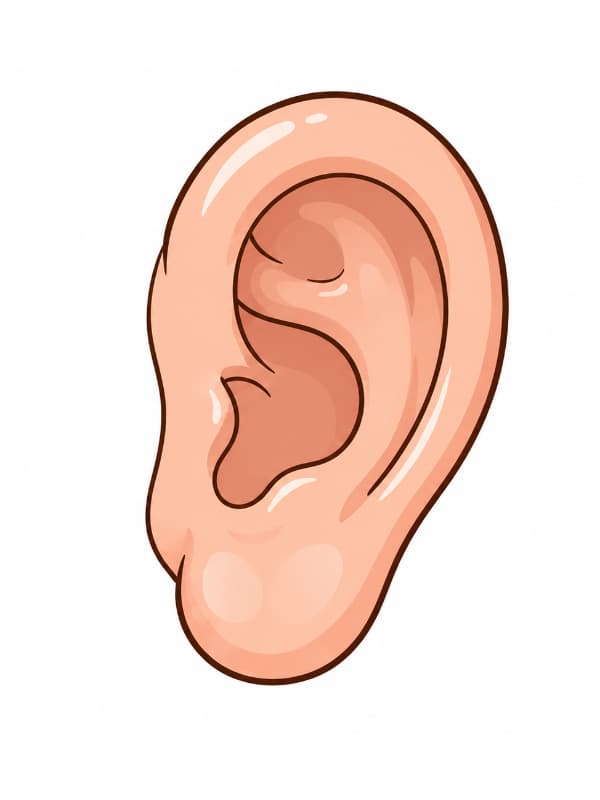 How to Draw a Ear outline template to trace with AR Drawing